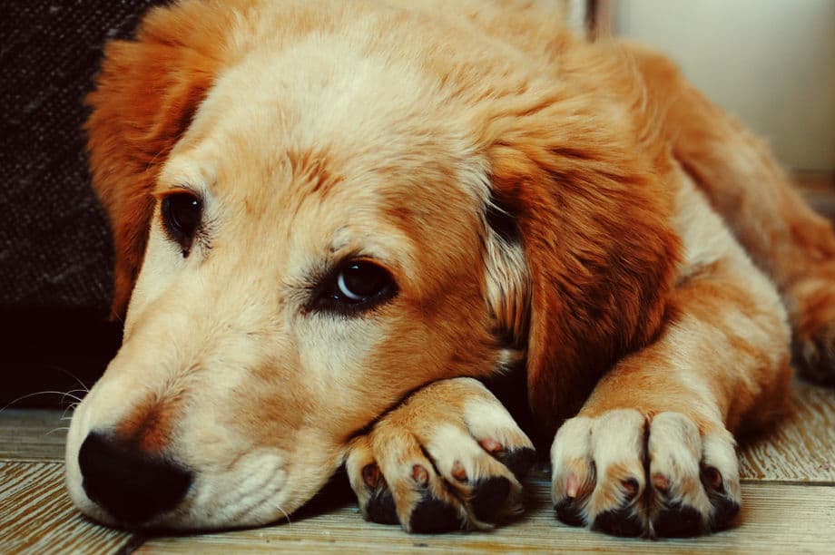 Having a Woof Day!